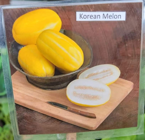 Chamoe Korean Melon Starter Live Plants - 4 Seedlings